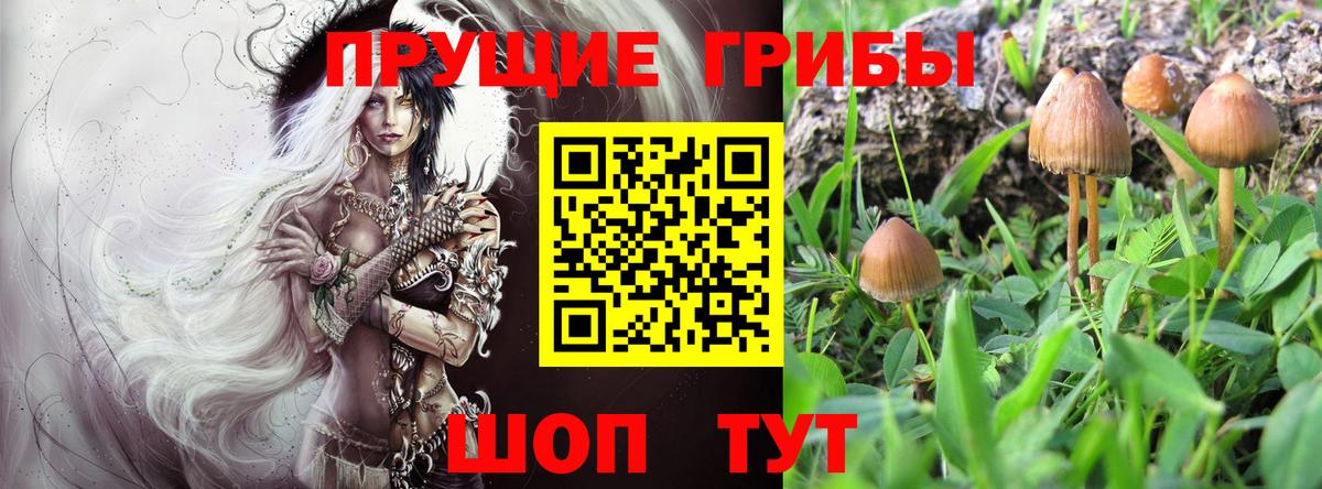 Галлюциногенные грибы Psilocybine cubensis  Вход с VPN  Тавда  что такое   Псилоцибиновые грибы Magic Shrooms 